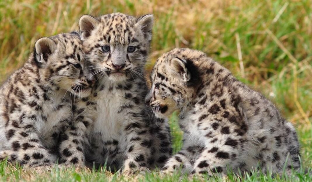 Leopard Cubs Rescue:बुरहानपुर वन विभाग को मिली बड़ी कामयाबी, ड्रोन और नाइट विजन कैमरों की मदद से बचाए दो शावक