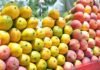 National Mango Exhibition: रायपुर में 29 से 31 मई तक लगेगा राष्ट्रीय आम महोत्सव; एक ही जगह देखने को मिलेंगी 250 से ज्यादा किस्में…