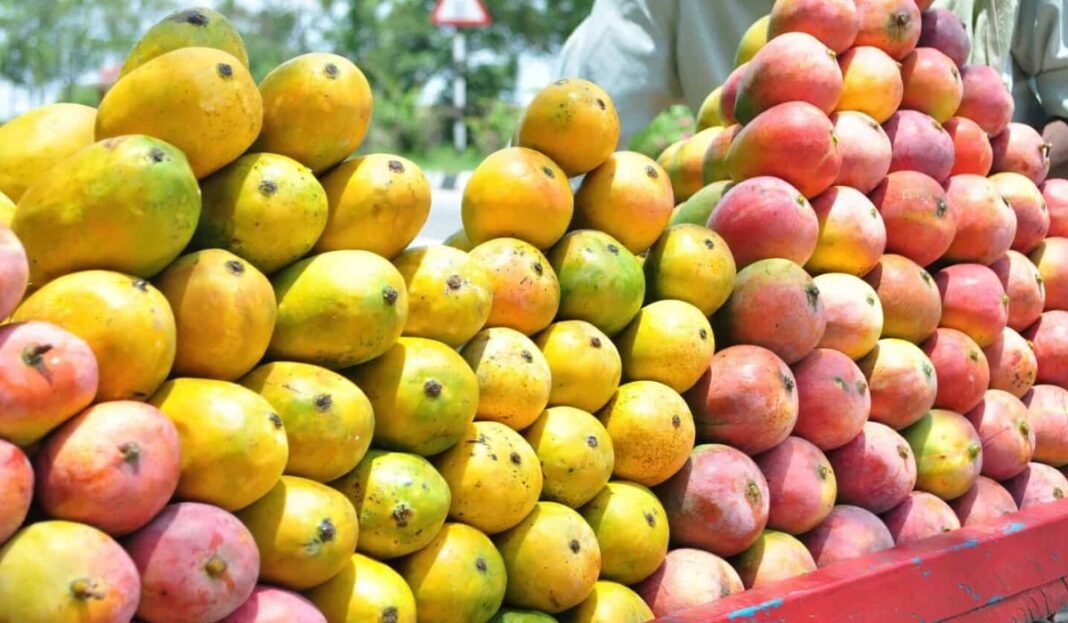 National Mango Exhibition: रायपुर में 29 से 31 मई तक लगेगा राष्ट्रीय आम महोत्सव; एक ही जगह देखने को मिलेंगी 250 से ज्यादा किस्में…