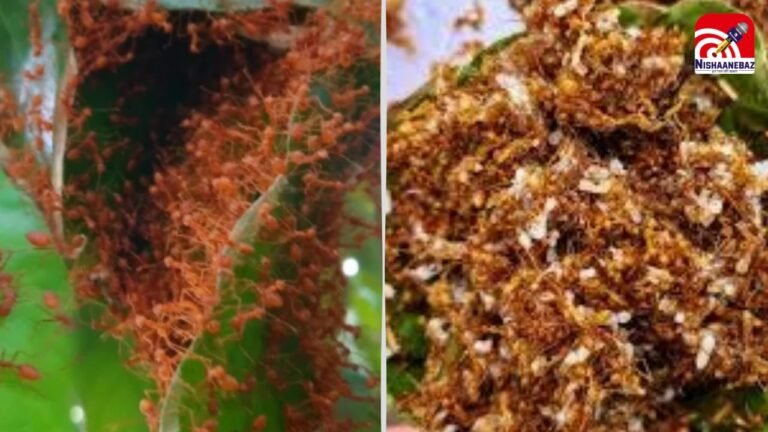 CG Viral: जंगल से थाली तक! बस्तर की इस लाल चींटी की चटनी ने विदेशों तक मचाई धूम