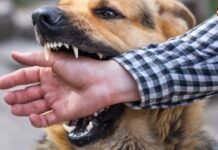 Sarangarh Dog Bite Case: एक ही कुत्ते ने मचाया आतंक, कुछ घंटों में दर्जनभर से ज्यादा लोगों को काटा