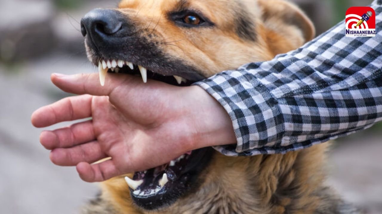 Sarangarh Dog Bite Case: एक ही कुत्ते ने मचाया आतंक, कुछ घंटों में दर्जनभर से ज्यादा लोगों को काटा