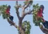 Korba News: मोबाइल की जिद में पेड़ पर चढ़ी बच्ची, घंटों चला हाई-वोल्टेज ड्रामा, जानिए फिर क्या हुआ Korba News