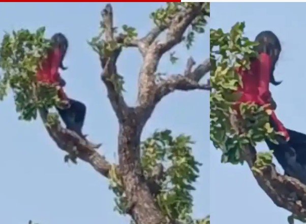 Korba News: मोबाइल की जिद में पेड़ पर चढ़ी बच्ची, घंटों चला हाई-वोल्टेज ड्रामा, जानिए फिर क्या हुआ