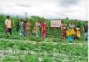 Surguja-Anima Khes organic farming: रसायन मुक्त खेती से बढ़ी आमदनी, महिला किसान ने बदली पूरे गांव की तस्वीर, जैविक खेती से लिखी सफलता की नई कहानी Surguja-Anima Khes organic farming