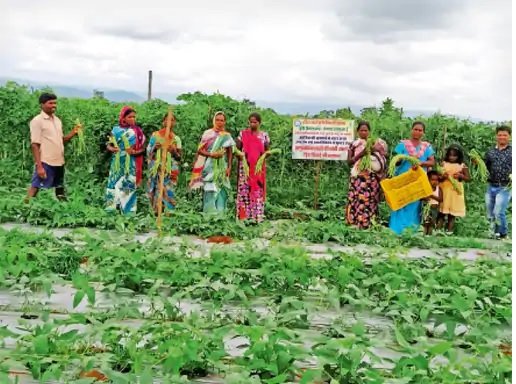 Surguja-Anima Khes organic farming: रसायन मुक्त खेती से बढ़ी आमदनी, महिला किसान ने बदली पूरे गांव की तस्वीर, जैविक खेती से लिखी सफलता की नई कहानी