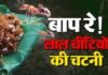 Bastar Culture -Chapda Chutney: बस्तर की मशहूर ‘चापड़ा चटनी’: लाल चींटियों से बनती है खास डिश Bastar Culture -Chapda Chutney
