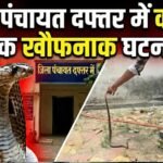 Korba News: जिला पंचायत कार्यालय में निकला कोबरा, कर्मचारियों में मचा हड़कंप