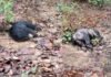 Surajpur Bear Death: सूरजपुर के झिंगरामाड़ा जंगल में पसरा सन्नाटा, मादा, नर और शावक भालू का मिला शव, वन विभाग अलर्ट