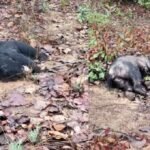 Surajpur Bear Death: सूरजपुर के झिंगरामाड़ा जंगल में पसरा सन्नाटा, मादा, नर और शावक भालू का मिला शव, वन विभाग अलर्ट