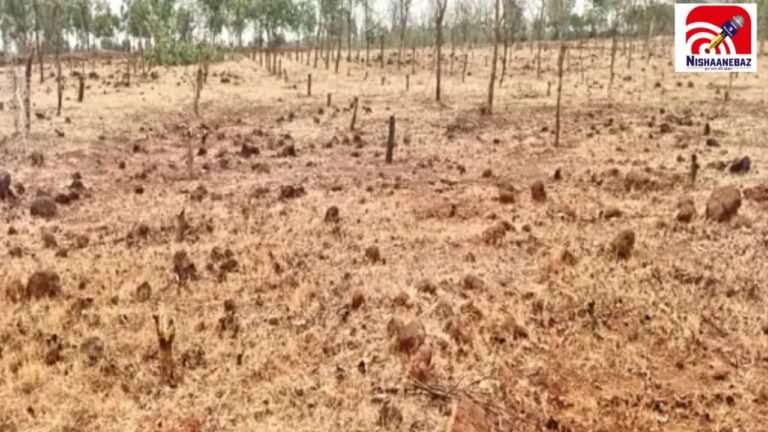 CG पौधारोपण घोटाला: रायपुर, धमतरी और कोरिया में फूंके गए करोड़ों! लगाए गए लाखों पौधे, लेकिन जमीन पर दिखी ‘कागजी हरियाली’