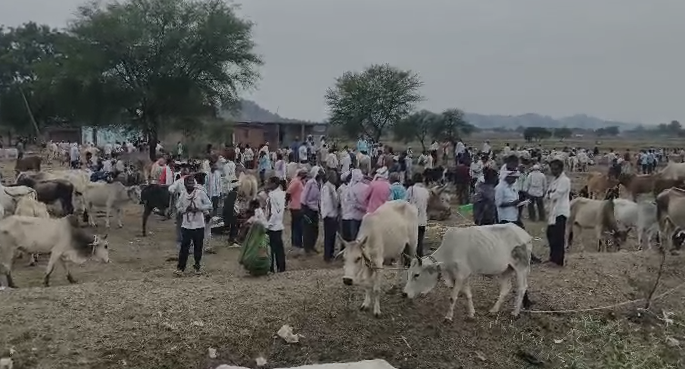 Animal Smuggling in Singrauli: सिंगरौली में पशु तस्करों पर पुलिस का बड़ा शिकंजा, लगातार कार्रवाई से मचा हड़कंप, अवैध नेटवर्क पर प्रशासन की पैनी नजर