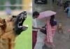 Indore Street Dog Attack: इंदौर में स्ट्रीट डॉग का आतंक 10 घंटे में 42 लोगों पर हमला, CCTV में कैद हुई दहशत