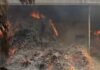 Bijapur Tendu Leaf Fire Case: तेंदूपत्ता आगजनी कांड में नया मोड़ निलंबित वन रक्षक ने अधिकारियों पर लगाए गंभीर आरोप, कहा- मुझे बनाया गया बलि का बकरा