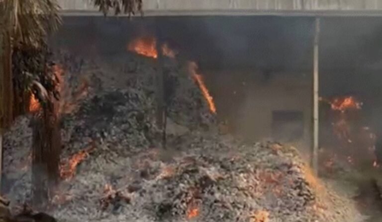 Bijapur Tendu Leaf Fire Case: तेंदूपत्ता आगजनी कांड में नया मोड़ निलंबित वन रक्षक ने अधिकारियों पर लगाए गंभीर आरोप, कहा- मुझे बनाया गया बलि का बकरा