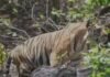 Bandhavgarh Tiger Bajrang: बांधवगढ़ के मशहूर बाघ ‘बजरंग’ ने दिए शानदार दर्शन, चरणगंगा नदी में आराम करते दिखे जंगल के राजा