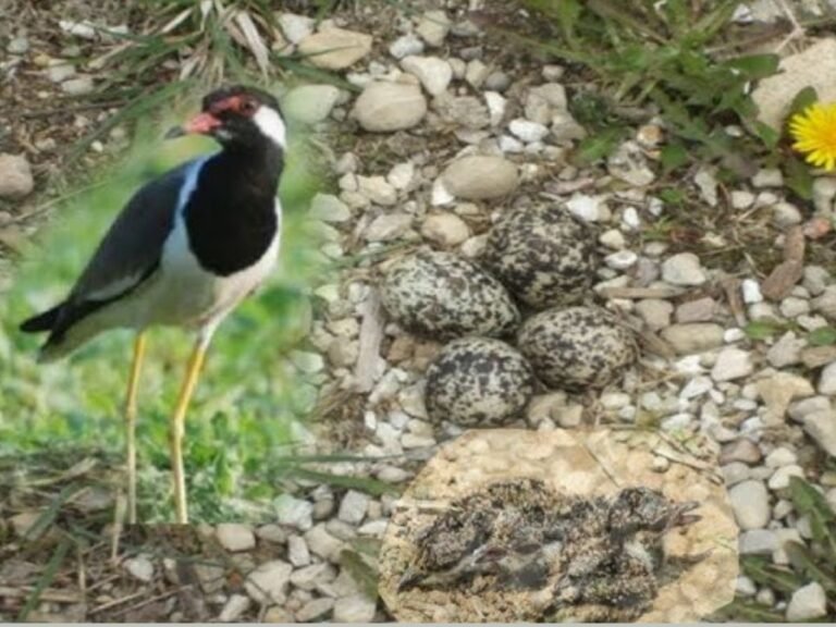 Weather-forecasting bird: प्रकृति का अनूठा और अद्भुत करिश्मा: अच्छी बरसात और बंपर पैदावार ; मादा टिटहरी के अंडों की संख्या से लगता है सटीक अंदाजा