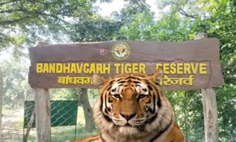 Bandhavgarh Tiger Reserve: महुआ बीनने गए बुजुर्ग पर बाघ का जानलेवा हमला, लावारिस जूतों से खुला मौत का राज
