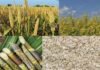 Measures to Boost Kharif Crop Yield: कतार में बुवाई और संतुलित उर्वरक बढ़ाएंगे मिट्टी की ताकत; कृषि वैज्ञानिकों ने बताए पैदावार के अचूक उपाय