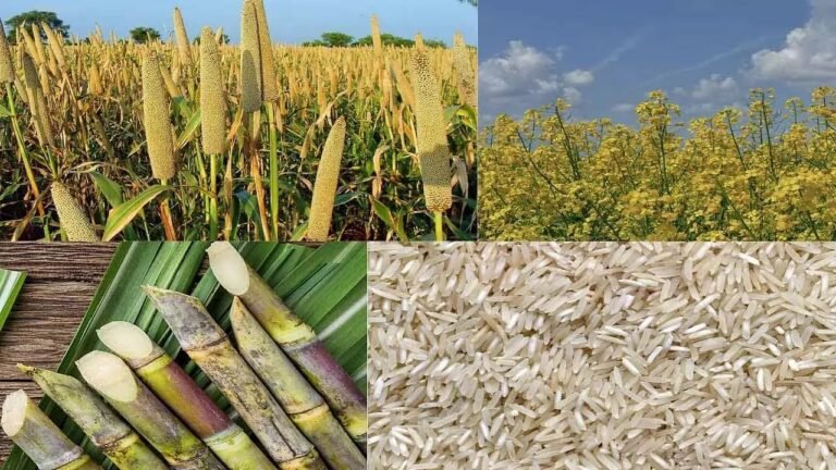 Measures to Boost Kharif Crop Yield: कतार में बुवाई और संतुलित उर्वरक बढ़ाएंगे मिट्टी की ताकत; कृषि वैज्ञानिकों ने बताए पैदावार के अचूक उपाय
