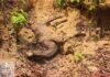 Korba Forest Department: बाघ या तेंदुआ? मवेशियों के लगातार शिकार से पसरा सन्नाटा, वन विभाग ने निगरानी के लिए लगाए थर्मल कैमरे