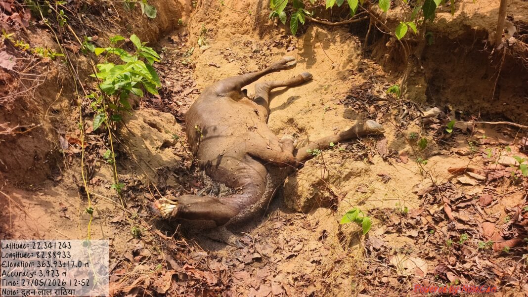 Korba Forest Department: बाघ या तेंदुआ? मवेशियों के लगातार शिकार से पसरा सन्नाटा, वन विभाग ने निगरानी के लिए लगाए थर्मल कैमरे