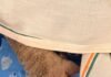 CG Child Rights Commission: डॉ. वर्णिका शर्मा की पहल रंग लाई, दंतेवाड़ा की गंभीर बीमार बेटी का एम्स में इलाज शुरू