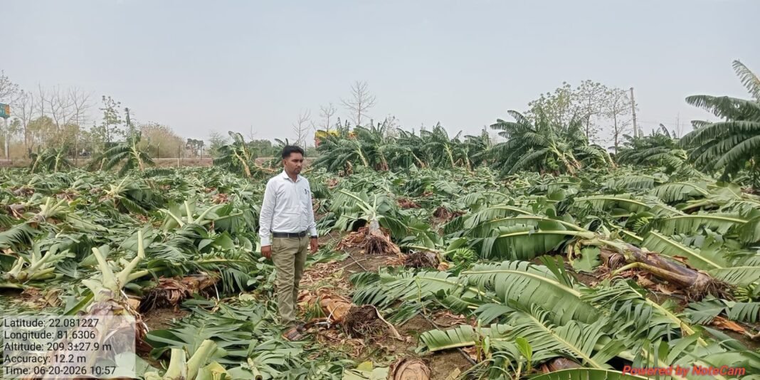 Chhattisgarh Farmers: मुंगेली – आंधी-तूफान ने छीना अन्नदाता का निवाला, 3 एकड़ में लगी केले की फसल हुई बर्बाद