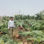 Chhattisgarh Farmers: मुंगेली – आंधी-तूफान ने छीना अन्नदाता का निवाला, 3 एकड़ में लगी केले की फसल हुई बर्बाद