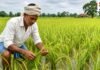 कम पानी में ज्यादा पैदावार! छत्तीसगढ़ के किसानों के लिए धान की टॉप 5 किस्में, जानिए कौन सी देगी बंपर उत्पादन