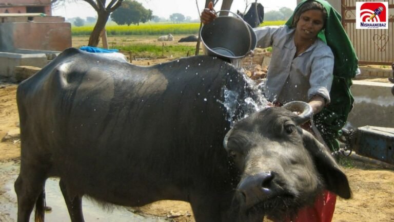 MP News: पीने के पानी से भैंस नहलाना पड़ेगा महंगा! 100 से 500 रुपये तक लगेगा जुर्माना