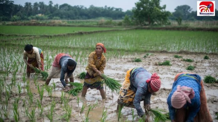 farmer