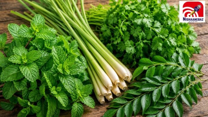 herbs