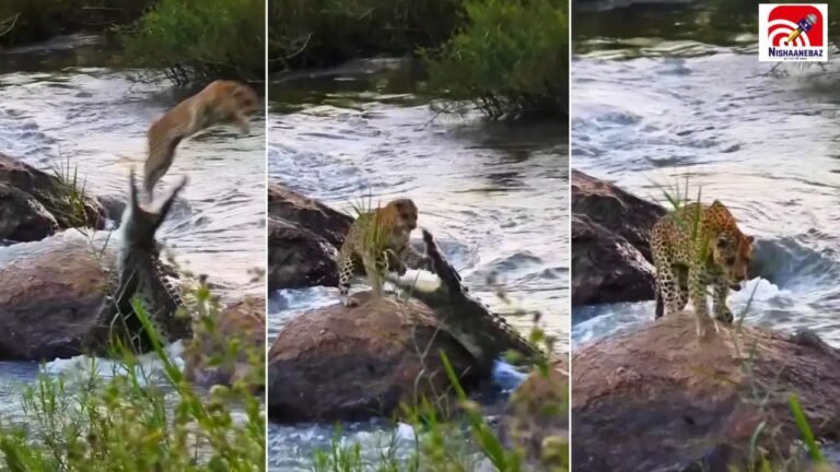 मौत सामने थी, फिर भी मगरमच्छ के जबड़ों से बच निकला तेंदुआ! वायरल VIDEO देख दंग रह जाएंगे आप