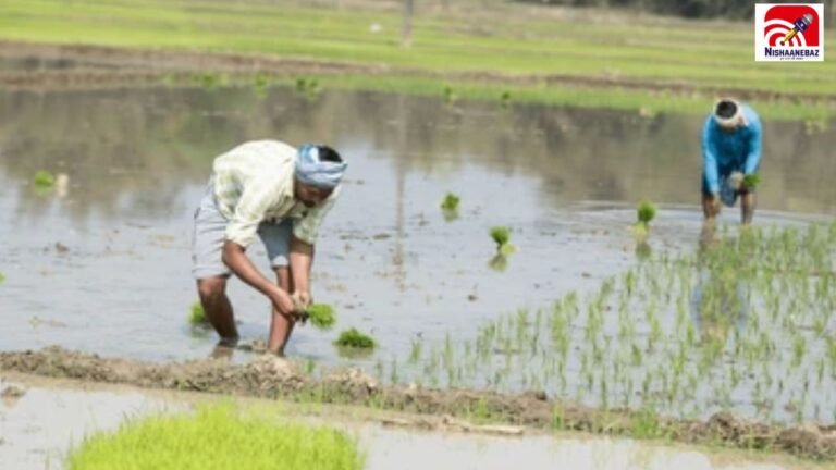 कम पानी में भी होगी धान की खेती! किसान अपनाएं ये ख़ास तकनीक, फसल रहेगी सुरक्षित