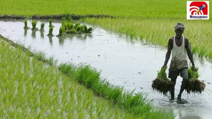 paddy farming