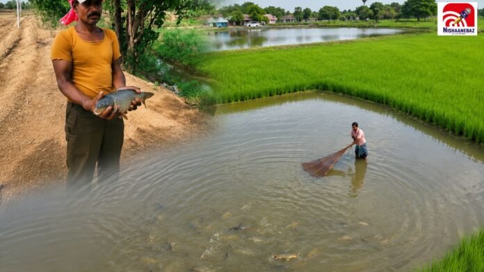 paddy fish field