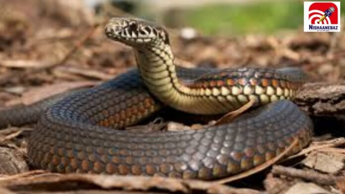 snake
