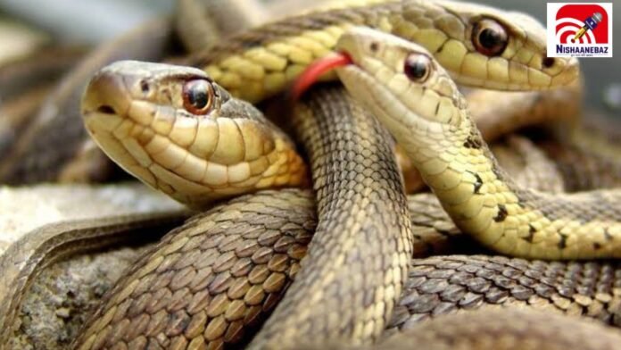 snakes