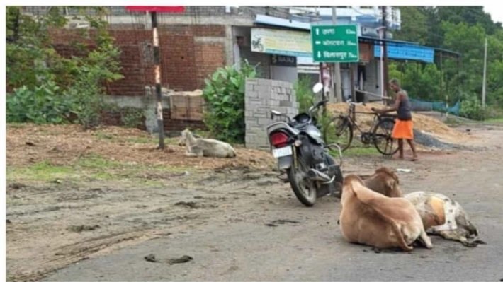 Korba News: तेज रफ्तार ट्रेलर ने मवेशियों के झुंड को कुचला, 6 की मौत, ग्रामीणों ने पीछा कर चालक को दबोचा Korba News