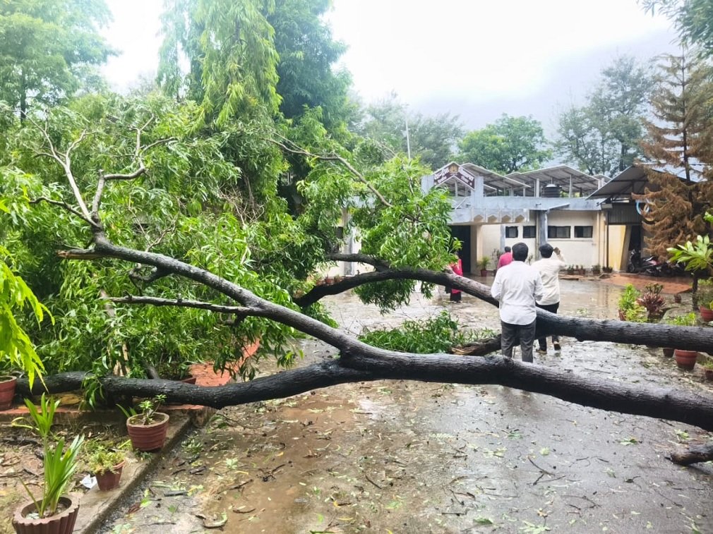 Bacheli News: तेज हवा और बारिश से बचेली में कई विशाल पेड़ गिरे Bacheli News