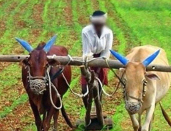 PM Fasal Bima Yojana: किसानों के लिए जरूरी खबर: फसल बीमा कराने का आखिरी मौका, 31 जुलाई तक कराएं पंजीयन PM Fasal Bima Yojana