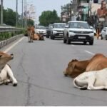 Chhattisgarh Road Accident