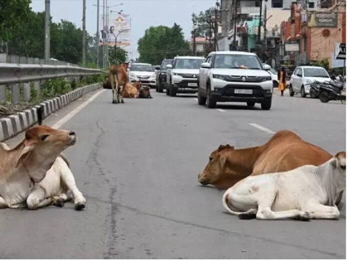 Chhattisgarh Road Accident Chhattisgarh Road Accident
