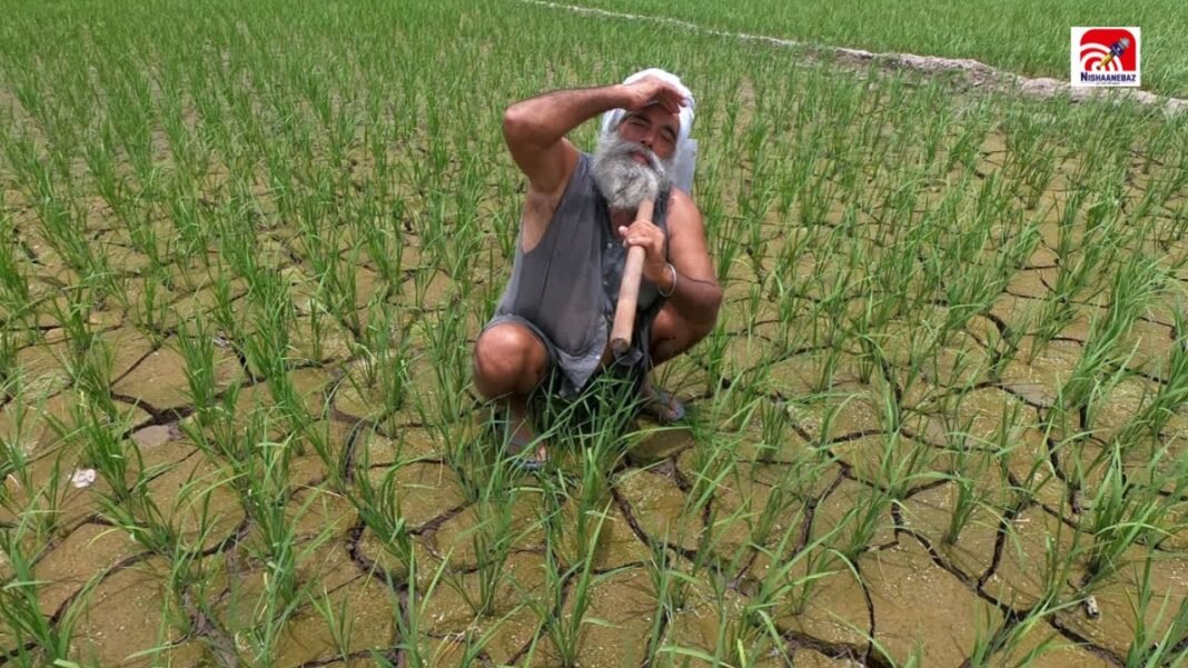 CG के किसानों के लिए बड़ी चेतावनी! एलनीनो और बारिश की अनिश्चितता के बीच तुरंत कराएं PM फसल बीमा, जानें आखिरी तारीख CG के किसानों के लिए बड़ी चेतावनी! एलनीनो और बारिश की अनिश्चितता के बीच तुरंत कराएं PM फसल बीमा, जानें आखिरी तारीख