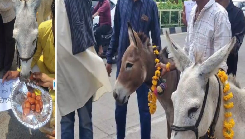 Bhopal Rain Ritual: भटके मानसून को मनाने का अनोखा टोटका भोपाल में इंद्रदेव को प्रसन्न करने के लिए गधों को खिलाए गए गुलाब जामुन, झमाझम बारिश की लगाई गुहार Bhopal Rain Ritual: भटके मानसून को मनाने का अनोखा टोटका भोपाल में इंद्रदेव को प्रसन्न करने के लिए गधों को खिलाए गए गुलाब जामुन, झमाझम बारिश की लगाई गुहार