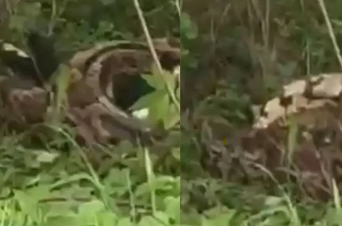 Khandwa Python: खंडवा में विशाल अजगर का आतंक बकरी के बच्चे को जिंदा निगला, खौफनाक मंजर कैमरे में कैद; ग्रामीणों ने वन विभाग से लगाई रेस्क्यू की गुहार Khandwa Python: खंडवा में विशाल अजगर का आतंक बकरी के बच्चे को जिंदा निगला, खौफनाक मंजर कैमरे में कैद; ग्रामीणों ने वन विभाग से लगाई रेस्क्यू की गुहार