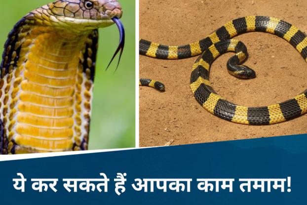 Chhattisgarh Venomous Snakes: छत्तीसगढ़ के जंगलों में रहते हैं देश के सबसे खतरनाक सांप, जानिए कौन-सी प्रजातियां हैं सबसे ज्यादा विषैली और कैसे करें बचाव Chhattisgarh Venomous Snakes: छत्तीसगढ़ के जंगलों में रहते हैं देश के सबसे खतरनाक सांप, जानिए कौन-सी प्रजातियां हैं सबसे ज्यादा विषैली और कैसे करें बचाव