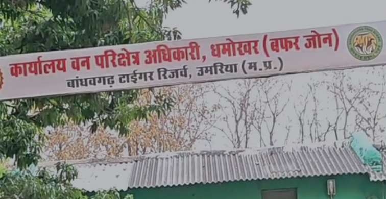 Umaria News: बांधवगढ़ में सफल वन्यजीव संरक्षण अभियान मादा बाघिन का खराब रेडियो कॉलर हटाकर सुरक्षित जंगल में छोड़ा गया Umaria News: बांधवगढ़ में सफल वन्यजीव संरक्षण अभियान मादा बाघिन का खराब रेडियो कॉलर हटाकर सुरक्षित जंगल में छोड़ा गया