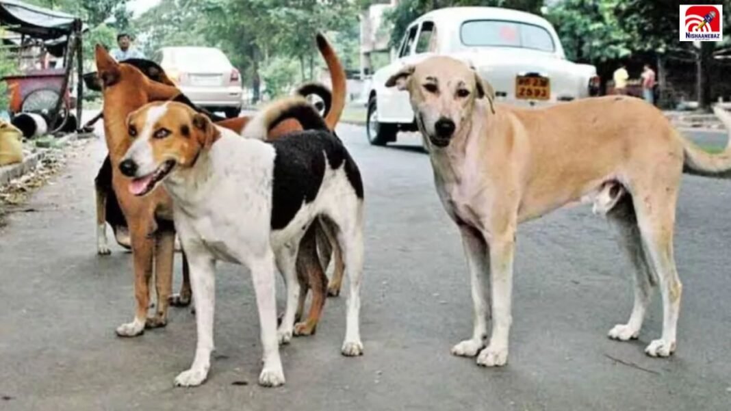 CG News: इस जिले में कुत्तों के आतंक पर बड़ा फैसला! अब काटा तो मालिक देगा 5 हजार का जुर्माना CG News: इस जिले में कुत्तों के आतंक पर बड़ा फैसला! अब काटा तो मालिक देगा 5 हजार का जुर्माना